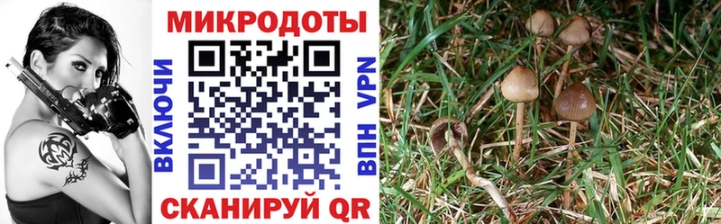 Галлюциногенные грибы Cubensis  Каменск-Шахтинский 